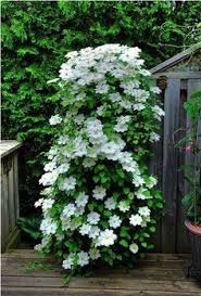 It is very hardy and of good compact habit, making it ideal for an obelisk or trellis. Pinterest
