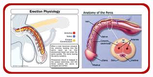 Mati pucuk psikologi adalah di mana kegagalan tegang disebabkan pemikiran atau perasaan dan bukannya kegagalan fisikologi dan ini boleh diatasi. Expertise Reflexology Massage Mati Pucuk Lemah Tenaga Batin Atau Juga Dikenali Sebagai Mati Pucuk Merujuk Kepada Ciri Ciri Kegagalan Alat Kelamin Lelaki Untuk Menegang Atau Mengekalkan Ketegangan Sehingga Mencapai Kepuasan Seks 1 Ia