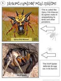 Spider Facts And More Spider Fact Science Lesson Activities Informational Writing