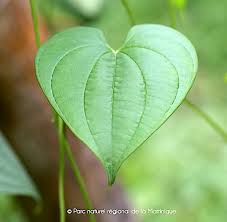 Image result for Dioscorea minutiflora