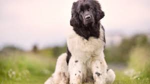 A cross between the st bernard and the standard poodle, the st. Saint Berdoodle The Fluffy Giant Teddy Bear St Bernard Poodle Mix All Things Dogs All Things Dogs