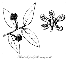 Image result for Pentarhopalopilia umbellulata
