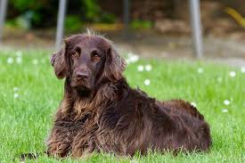 The breed originated from germany and is a gundog. 100 Free German Longhaired Pointer Chihuahua Images
