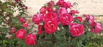 The style of the score is classical. Benjamin Britten Rose The Most My Gardening Diary Facebook