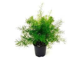 The asparagus fern the asparagus fern prefers bright light however will tolerate lower light levels. Asparagus Fern Small Plant Dubai Garden Centre Seasonals Ground Covers Dubai Garden Centre