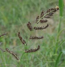 Image result for Echinochloa