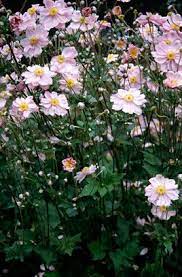 Japanese Anemone Koningin Charlotte East Facing Garden Perennial Border Plants Plants