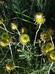 Image result for Helichrysum quartinianum