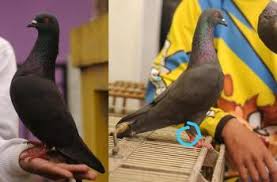Check spelling or type a new query. Cari Burung Hilang Pria Ini Janjikan Rp 30 Juta Bagi Yang Menemukan Hitekno Com