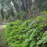 Library Nature Hike - Wunderlich Park