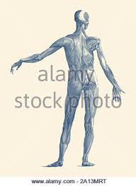 Includes bibliographical references and index. Vintage Anatomy Print Showing A View Of The Kidneys And Colon Inside The Human Body Stock Photo Alamy
