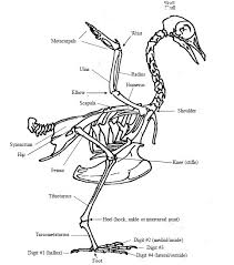 Check spelling or type a new query. Menangani Merawat Burung Yang Patah Kaki Om Kicau