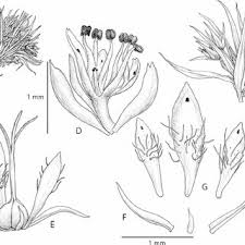 Image result for Eriocaulon buchananii