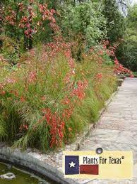 This Is A Firecracker Plant I Have Two Of These In The Center Portion Of My Backyard Project Plants Landscaping Plants Magnolia Gardens
