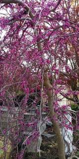 Check spelling or type a new query. Gardening 5 Seeds Purple Willow Tree Weeping Flower Giant Full Landscape Garded Yard Patio Lawn Garden Heiber Com My