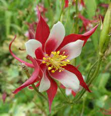 Pin On Aquilegia