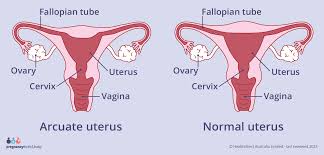 Image result for uterus