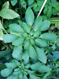 Image result for Alstroemeria pulchella