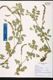 Image result for Indigofera hirsuta