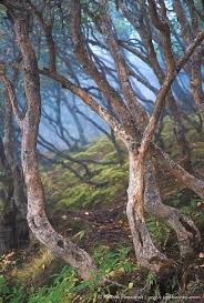 Rhododendron Forest In Himalayas Beautiful Tree Old Trees Nature Tree