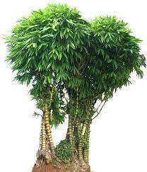 Wamin Bamboo Png 855 1000 Tanaman Kebun Pohon