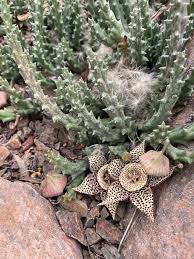 Image result for Orbea rogersii