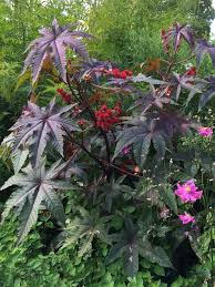They are verry tolerant of clay soil but adding manures, biochar and nitrogen fertiliser helps them grow faster. Plants That Thrive In Clay Soil Hgtv