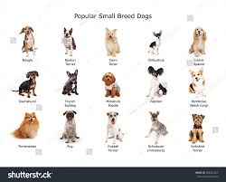 Image result for domestic dog