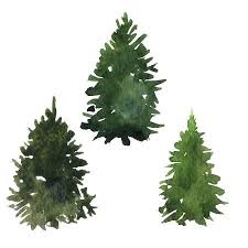 Ensemble De Sapins Verts Dessin D Aquarelle Element De Foret Isole Coniferes Illustration Vectorielle Dessines A La Main Dessin Foret Dessin Arbre Sapin Dessin