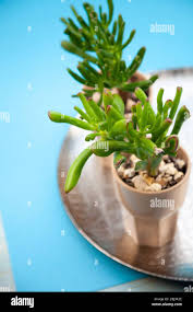 Image result for Crassulaceae