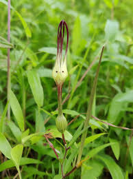 Image result for Ceropegia mirabilis
