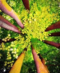 كتالوج الاسقف الفرنسية أشجار وسماء Stretch Ceiling Models سماء شمس غيوم مطابخ حديثة ديكورات لغرف النوم الوان غرف نوم دهانات غرف نوم صور اثاث