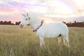 Image result for unicorn
