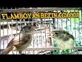 Suara burung flamboyan untuk pancing bunyi burung bahan.mp3. Download Suara Burung Flamboyan Betina Mp3 3 6 Mb Kicau Siburung Com