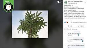 Maybe you would like to learn more about one of these? Cek Fakta Benarkah Daun Sungkai Ampuh Mengobati Pasien Positif Covid 19 Merdeka Com