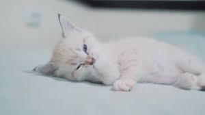 A really young and cute kitten looking a little sad. Little Kitten White Cute Kitty Licks Paw Little Kitty Cat With Blue Eyes Washes A Cute Funny Video Pet Kitten Lifestyle Concept Video By C Maxximmm1 Stock Footage 245739664