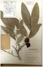 Image result for Lepisanthes senegalensis