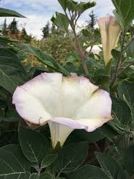Image result for Datura