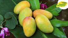 order online Archives - Natural Mangoes, ARNV Farms
