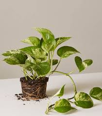 Buy something that likes to live the way you do, advises gwenn fried, manager of the horticulture therapy program. 10 Best Indoor Hanging Plants That Thrive In Apartments