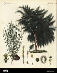 Image result for Casuarina verticillata