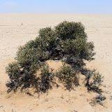 Image result for Arthraerua leubnitziae