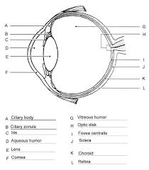 Human Anatomy Eye Diagram Koibana Info Human Eye Diagram Eye Anatomy Diagram Eye Anatomy