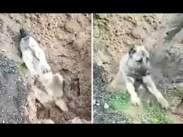 Hatay Da Zehirlendigi One Surulen Kopegin Sahibi Serbest Kaldi Youtube