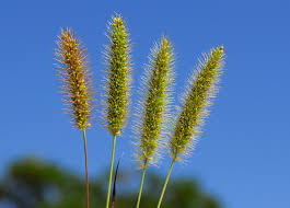 Image result for Setaria viridis
