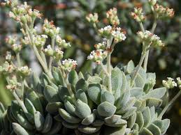 Image result for Crassula granvikii