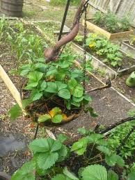 We did not find results for: Fake Snake Keeping Birds Away From My Strawberries Yaay Veggie Garden Plants Garden Decor