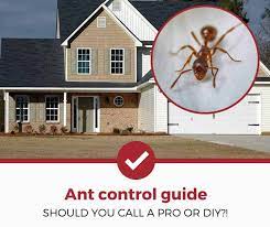 How to choose an exterminator? Ant Exterminator How Much Does Ant Extermination Cost