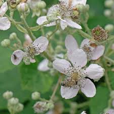 Dies bedeutet, dass erst im zweiten jahr nach der einpflanzung eine blüte stattfindet. Brombeere Rubus Fruticosus Agg