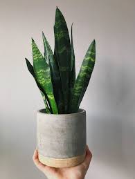 Naopak tmavší sansevierie jako black dragon budou na tmavším místě výraznější. Sansevieria Trifasciata Black Dragon Care Images And Videos Chooseyourplant